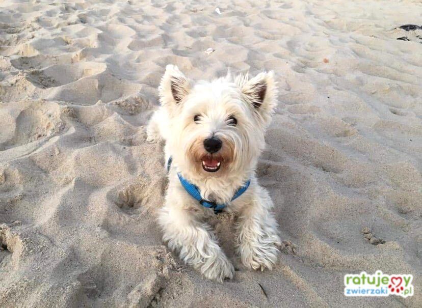 (Nie tylko) Westy do Adopcji