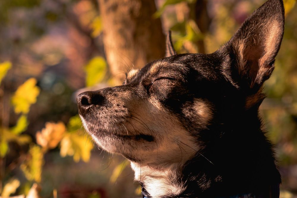 Adoptować czy nabyć? Jakich zwrotów używamy, mówiąc o zwierzętach