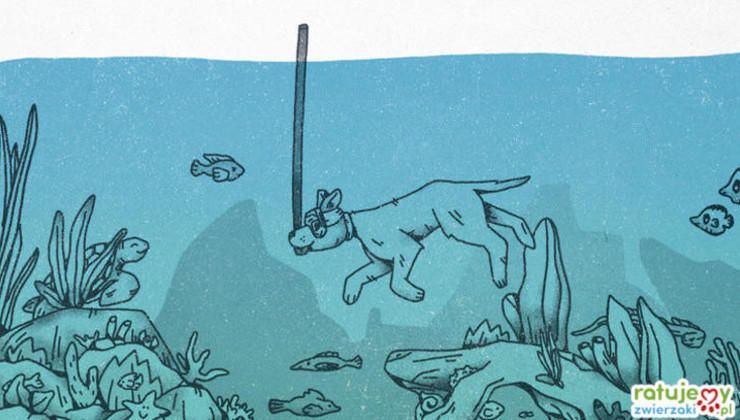 Pies jak ryba w wodzie - czy wszystkie psy potrafią pływać?