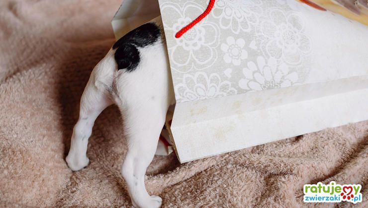 Wspieramy podopiecznych Organizacji charytatywnych dla zwierząt!