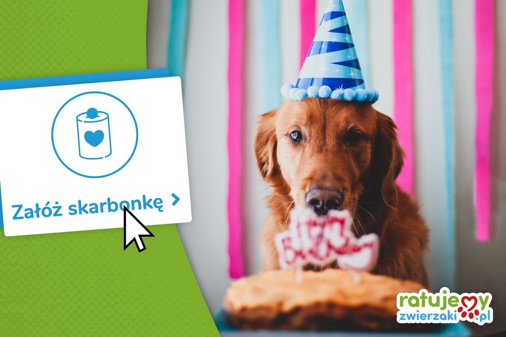 Zobacz, jak w ważnym dla Ciebie dniu możesz wspierać zwierzaki poprzez skarbonki!
