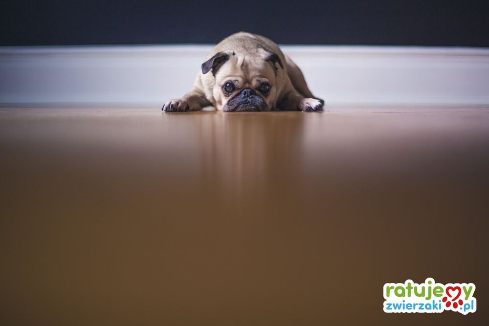 Czy naprawdę musimy być alfami dla swoich psów, by nas słuchały?