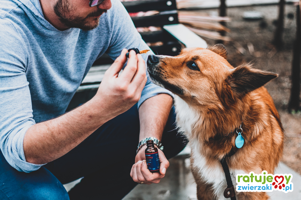 Aromaterapia w leczeniu zwierząt - rozmowa z Dagmarą Brzostek