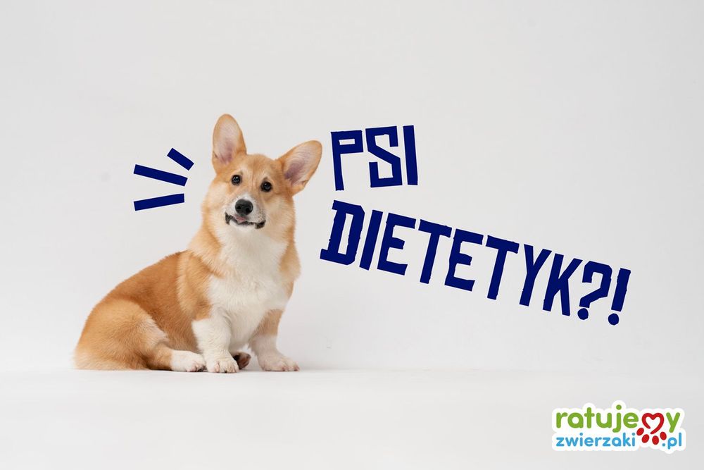 Nie dla psa kiełbasa, czyli dobre praktyki w żywieniu zwierząt (cz. I)