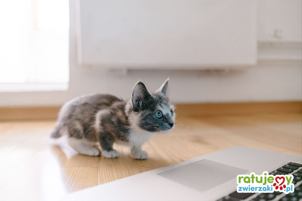 6 powodów, dla których warto zarejestrować swoją organizację na RatujemyZwierzaki.pl