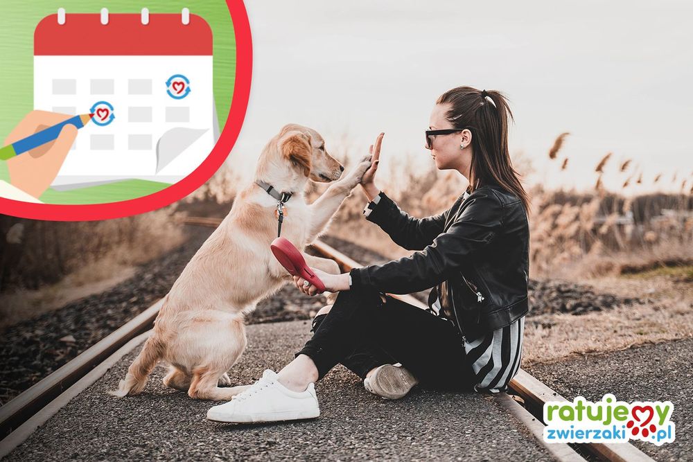 Porcja dobra dla zwierzaków, czyli jak zlecić Stałą Pomoc?