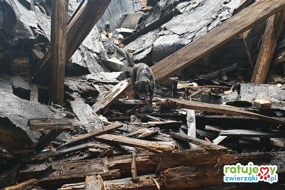 Psi bohaterowie - zwierzaki pracujące na gruzowiskach