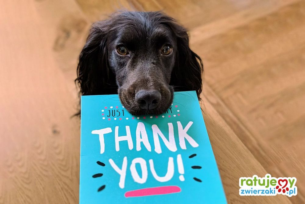 Poznaj sukcesy naszych tegorocznych akcji dla Fundacji i Stowarzyszeń zwierzęcych!