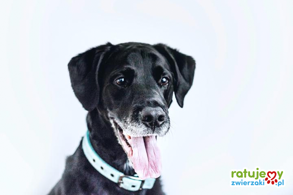 Adopcja starszego zwierzęcia - warto?