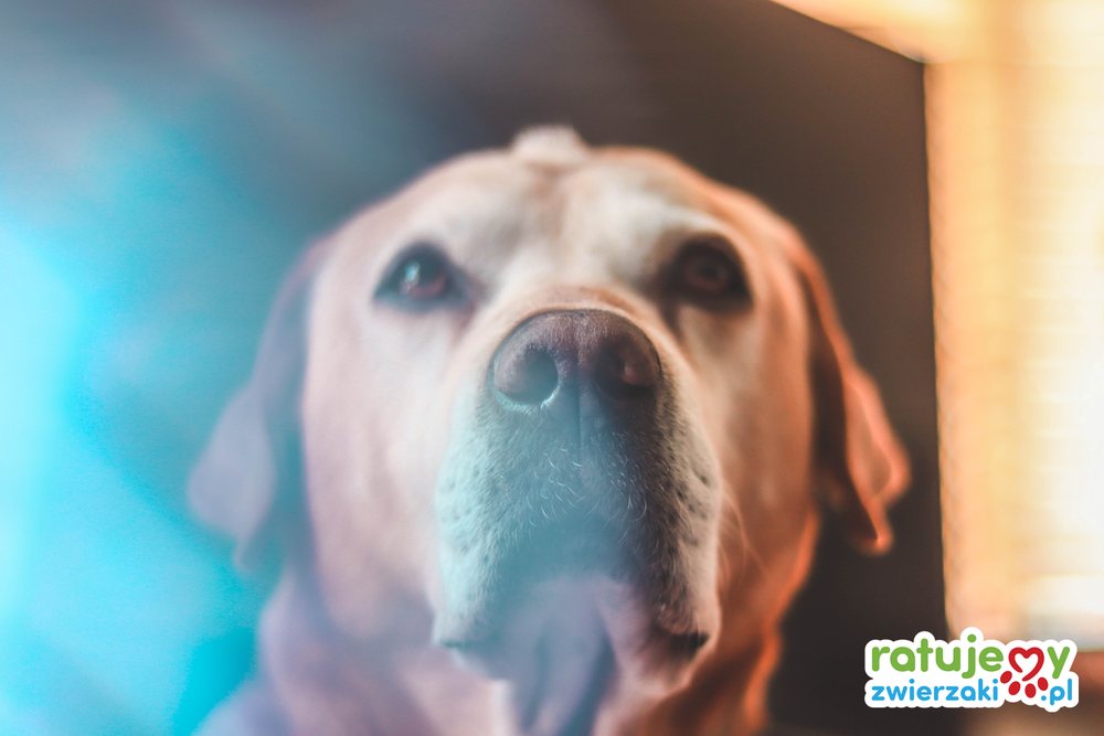 Jak odliczyć darowiznę od podatku? (PIT/O)