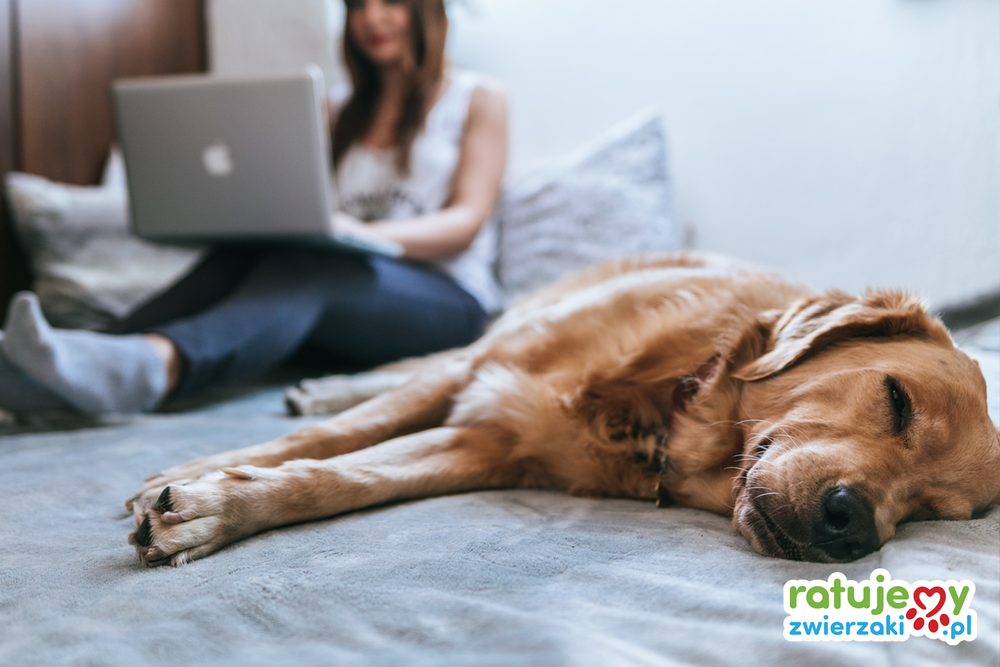 Rozliczanie PIT-37 w systemie e-PIT