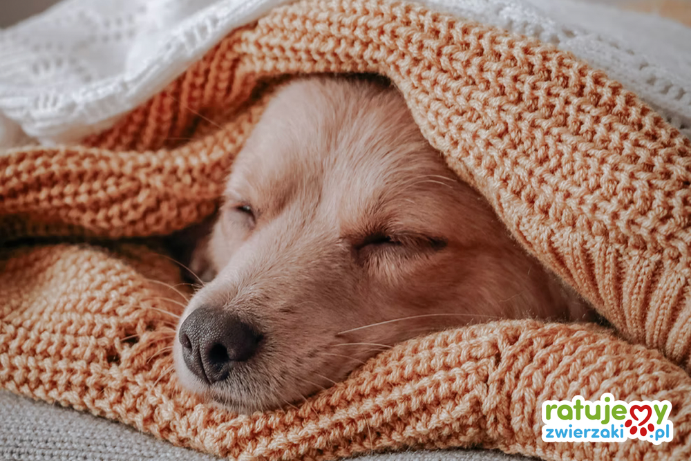 1,5 % - jeden mały gest, by zwierzaki spały spokojnie!