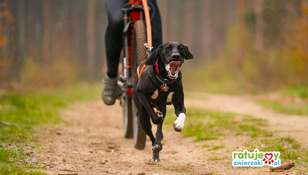 Sport z psem - Bikejoring
