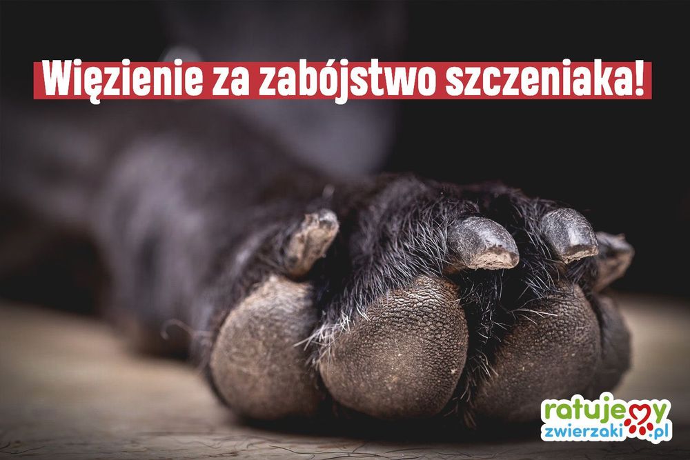 Prawomocny wyrok bezwzględnego więzienia za bestialstwo wobec malutkiego psa!