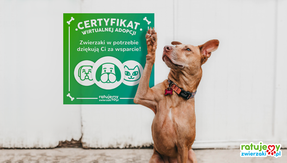 Zostań Wirtualnym Opiekunem bezdomnych zwierząt!