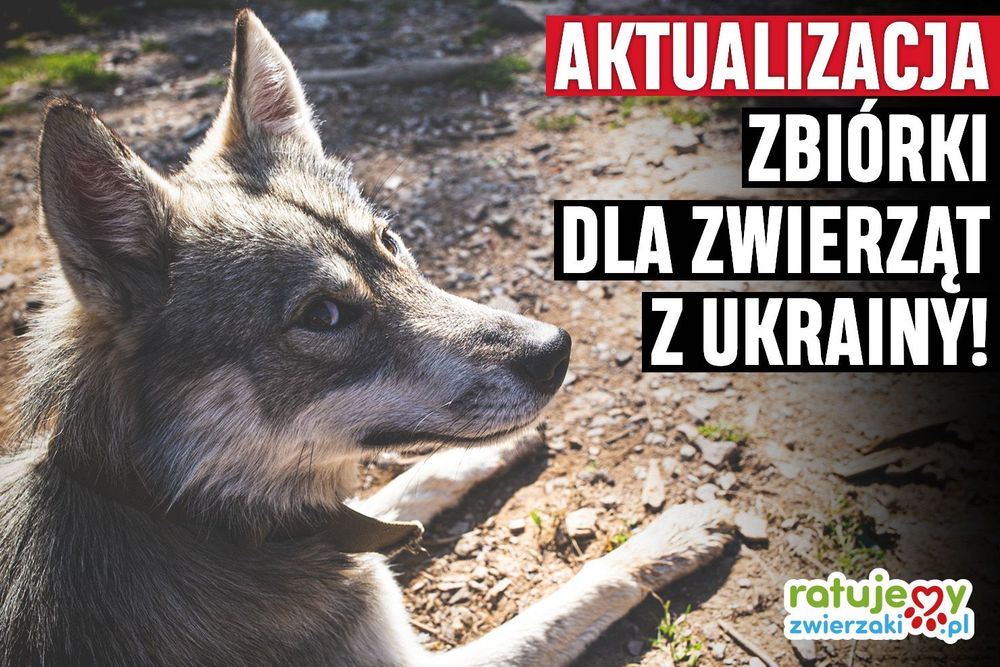 Wasze wsparcie płynie szerokim strumieniem do zwierząt z Ukrainy!