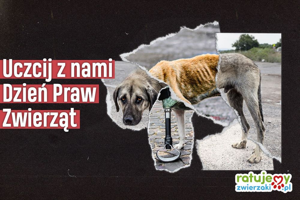Dzień Praw Zwierząt