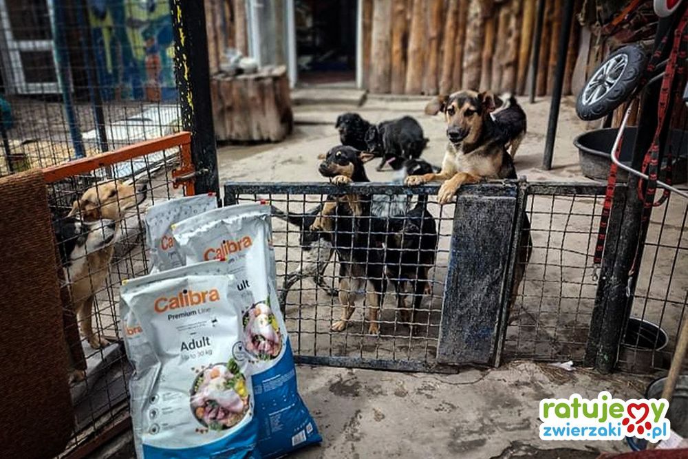 Kolejna porcja dobra trafiła do zwierzaków z Ukrainy!