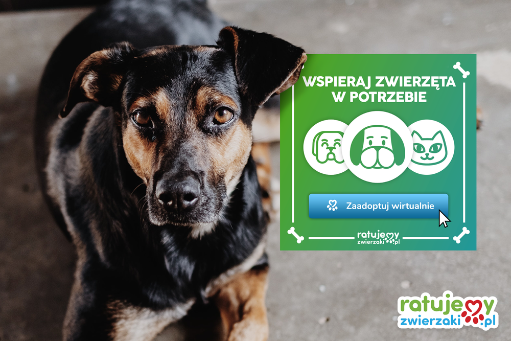 Wirtualna Adopcja to bezpieczne życie wielu zwierząt