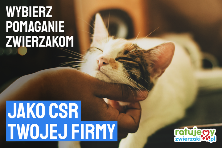 Działania na rzecz zwierząt a CSR firm