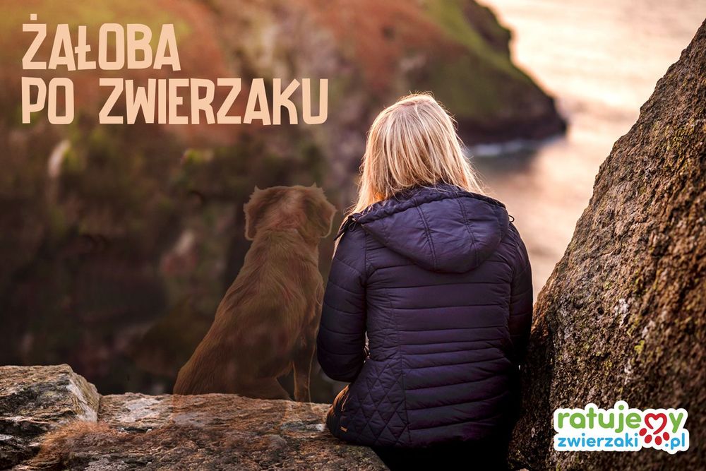 Jak przeżyć żałobę po zwierzaku?