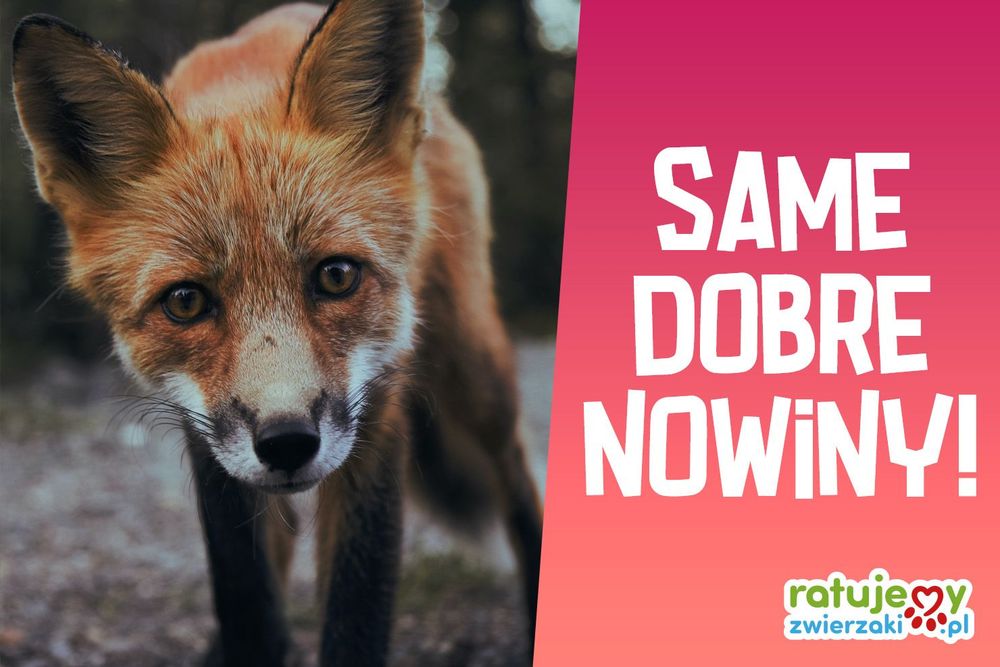 Same dobre nowiny! Zobacz, jak Wasza pomoc zmienia życie zwierząt