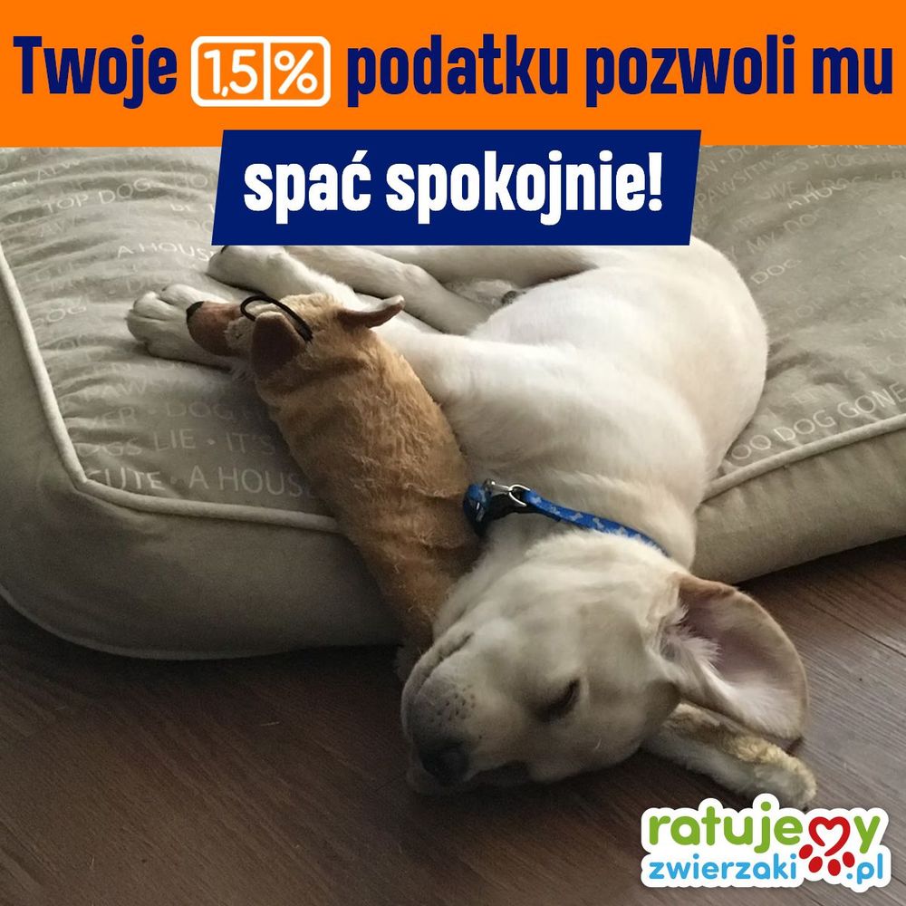 1,5% podatku - prosty i skuteczny sposób na ratowanie zwierząt