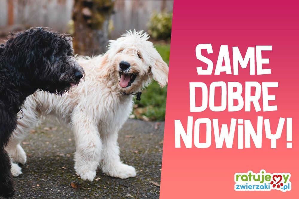 Same dobre nowiny! Zobaczcie, jaką moc ma Wasza pomoc