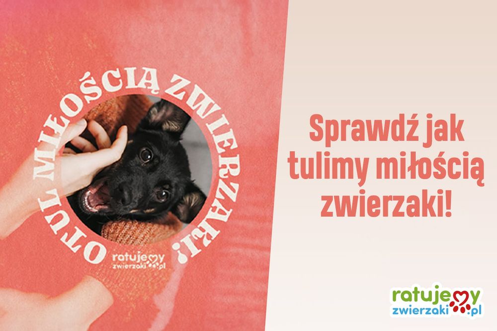 Weź udział w naszej walentynkowej akcji "Otul miłością zwierzaki"!