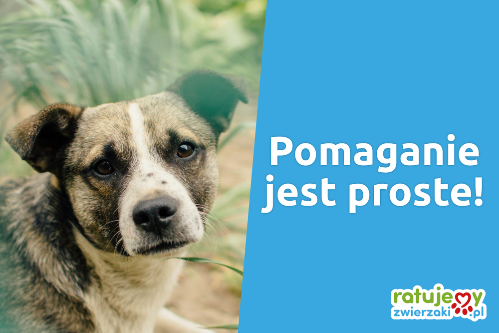 Jak pomagają Darczyńcy portalu Ratujemy Zwierzaki.pl?