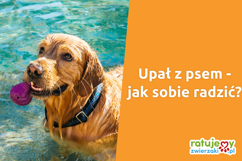 Psu też jest gorąco! Pamiętaj!