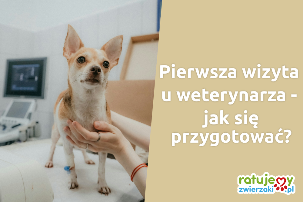 Zobacz, jak zmniejszyć stres zwierzaka podczas wizyty u weterynarza