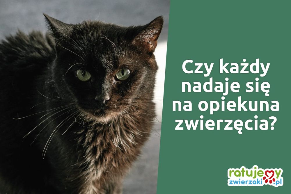 5 pytań, które warto sobie zadać przed przygarnięciem zwierzaka