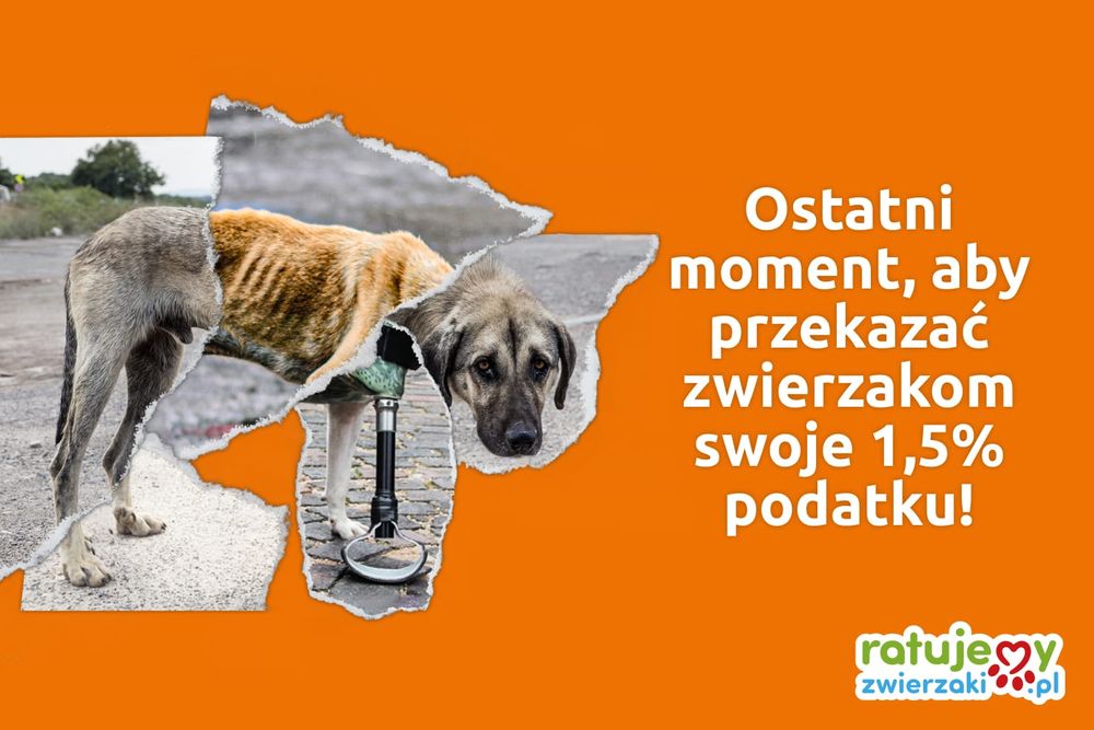PIT na ostatnią chwilę? Jeszcze zdążysz!