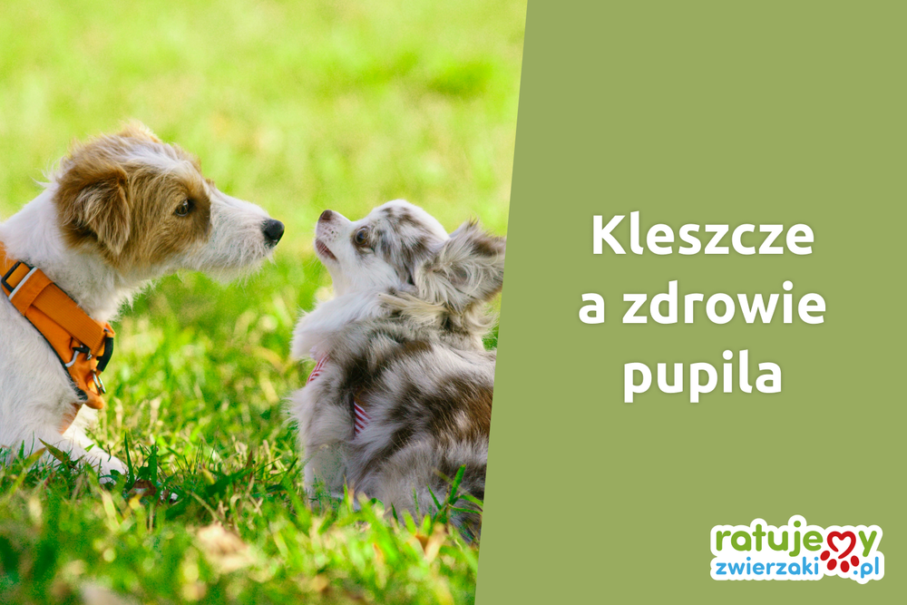 Kleszcze u zwierząt domowych – jak chronić pupila przed tymi nieproszonymi gośćmi?