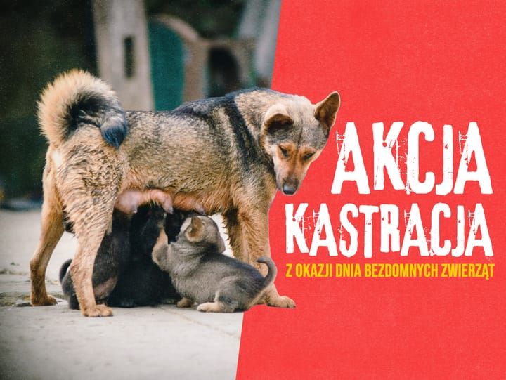 Ogólnopolska akcja STOP bezdomności zwierząt! Dołącz do nas!