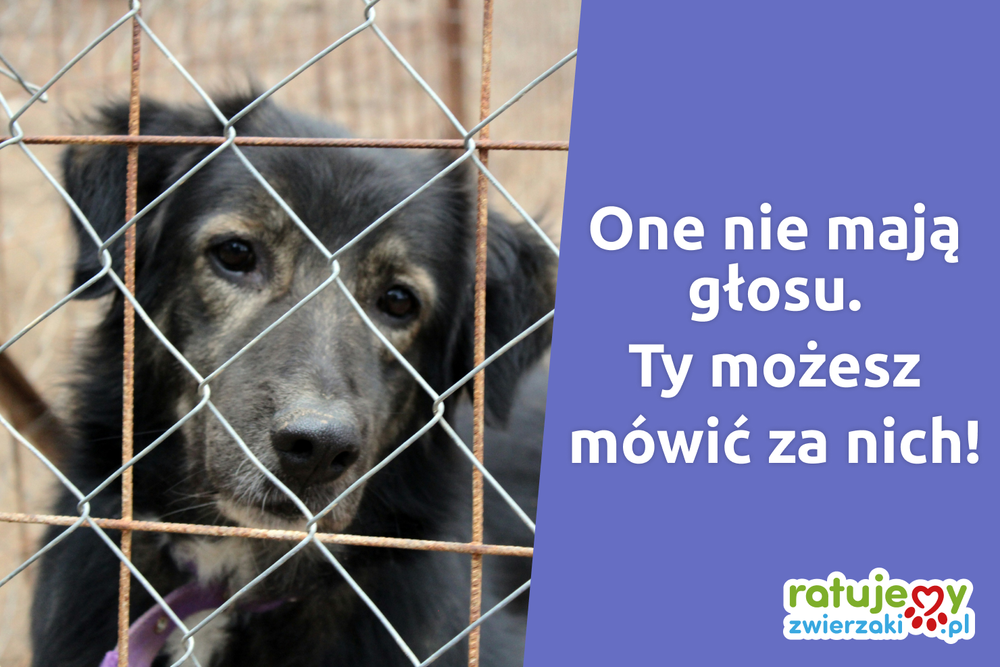 Dlaczego warto wspierać schroniska i fundacje zwierzęce?