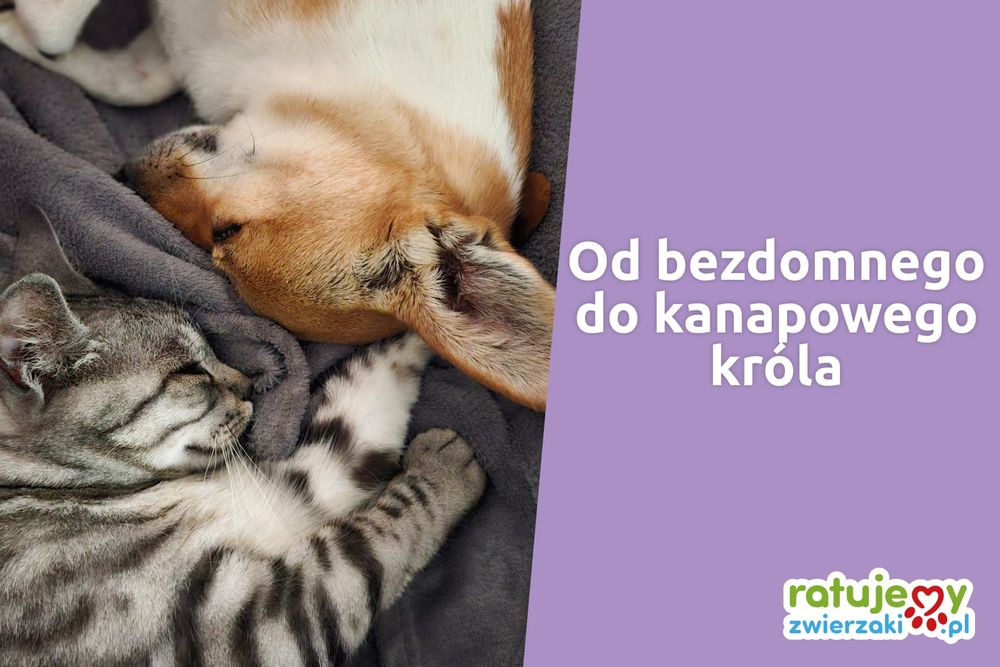 Historia udanych adopcji. Wywiad z behawiorystką