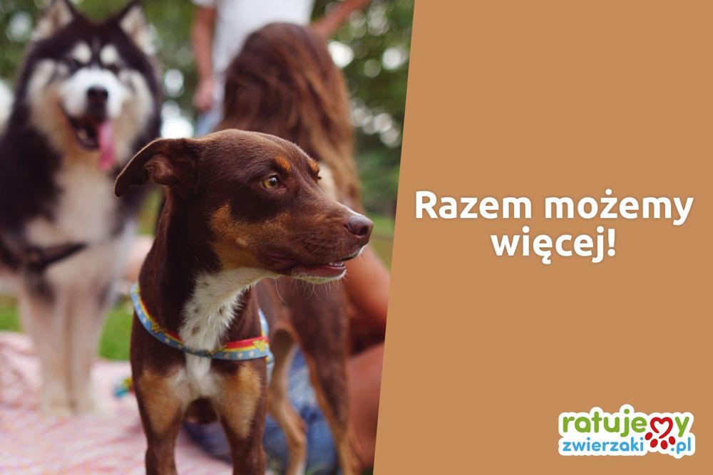 Nasze dotychczasowe współprace, które zmieniły los zwierzaków