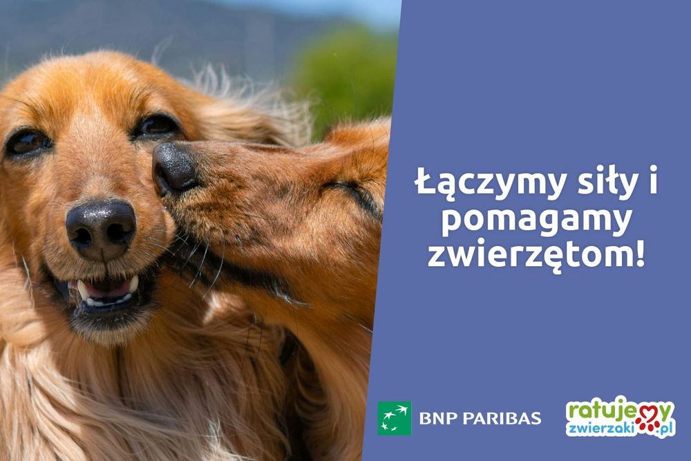 Razem z BNP Paribas Bank Polska pomagamy bezdomnym zwierzakom 🐾