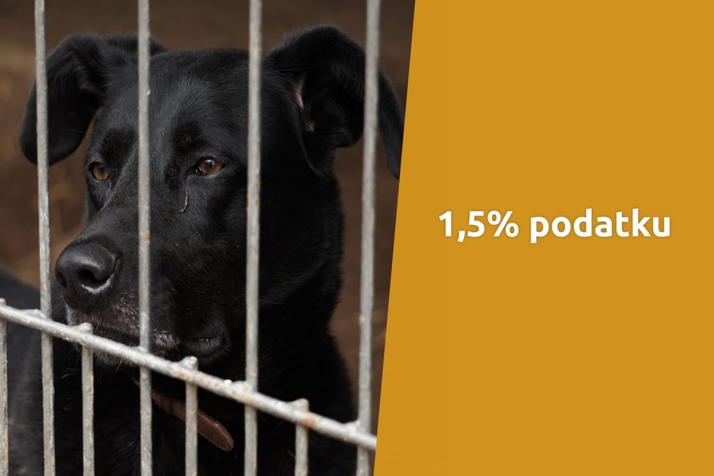 Sprawdź, jak przekazać 1,5% podatku!