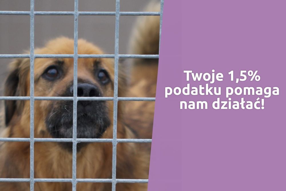 Fundacja Ratujemy.pl wspiera schroniska, azyle i OSP