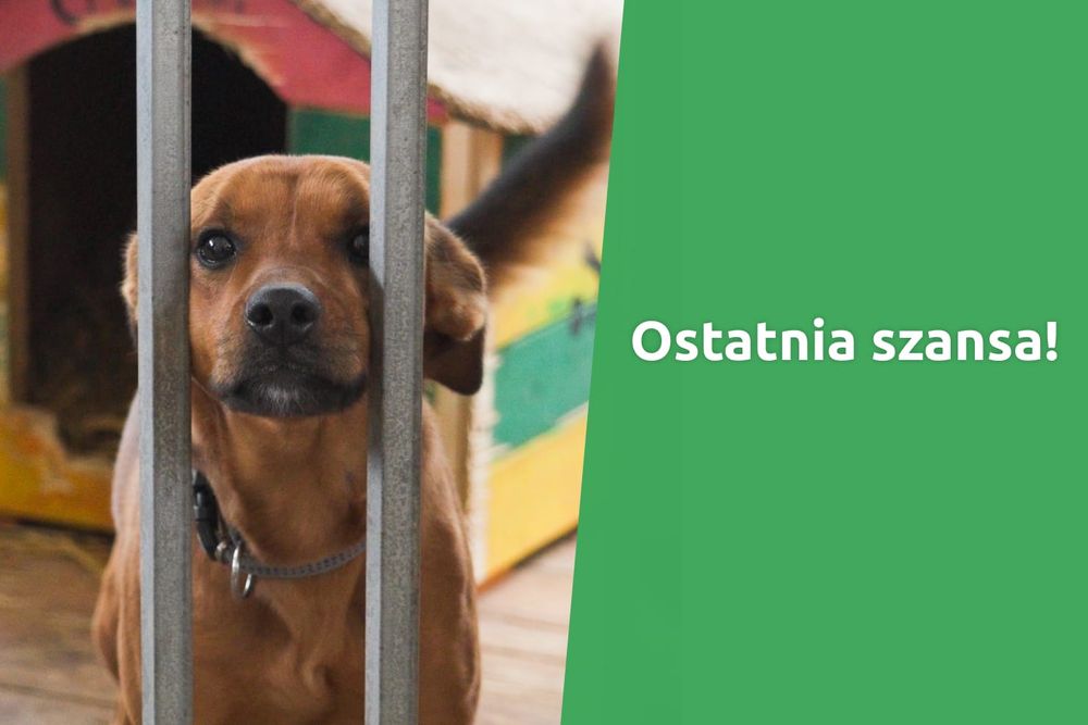 Jeszcze zdążysz przekazać 1,5% podatku Fundacji Ratujemy.pl