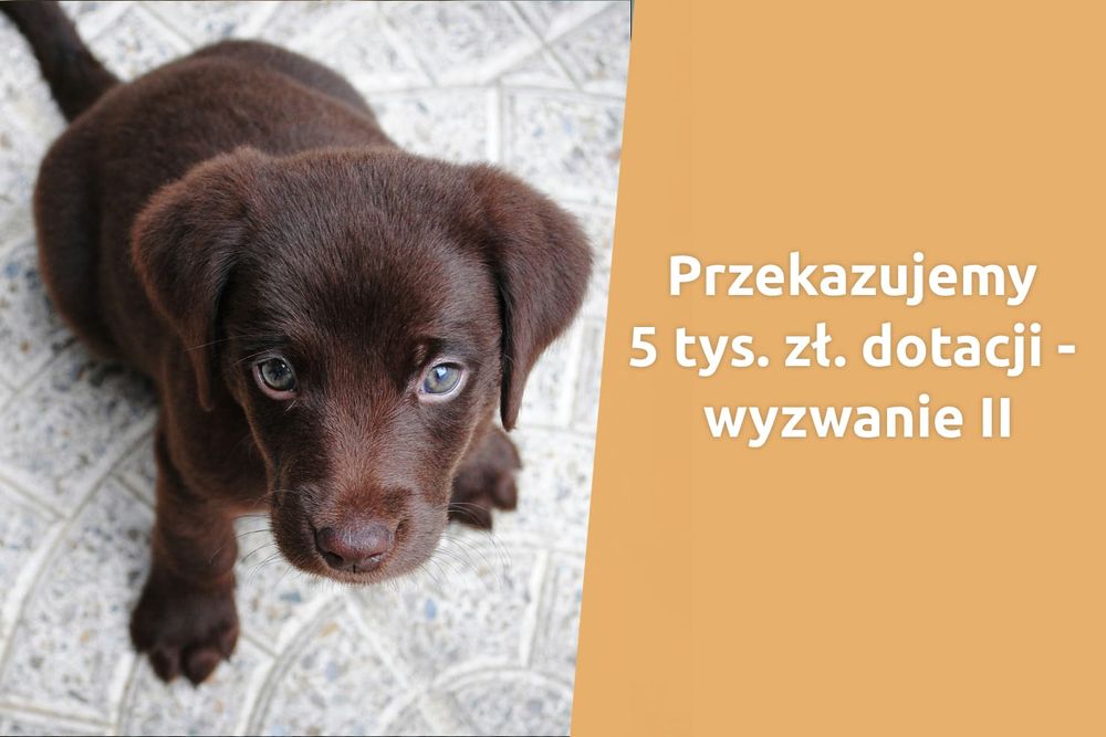 Wybierz najsłodsze zdjęcie, a my przekażemy Organizacji 5 000 zł