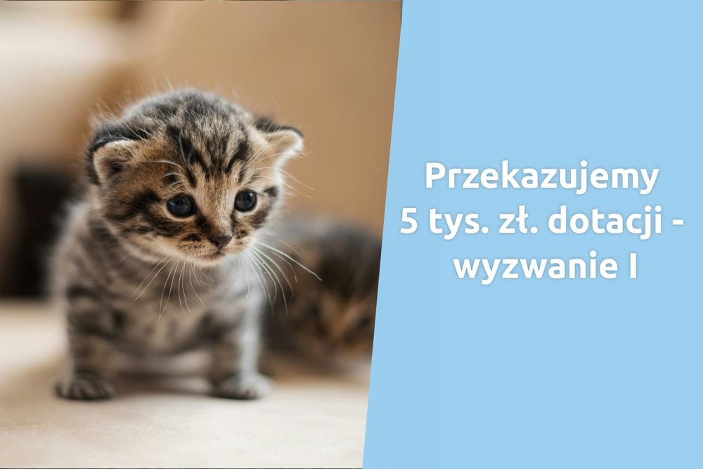 Wybierz, do kogo trafi mała dotacja o wartości 5 tys. zł!