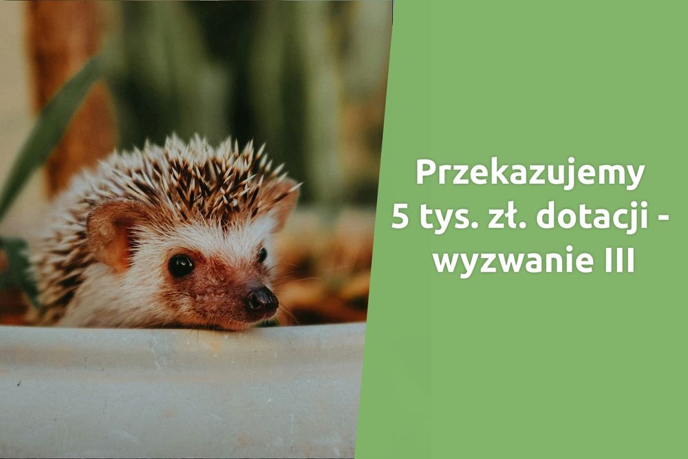 Głosuj i pomóż nam przekazać 5 000 zł na ratowanie zwierząt