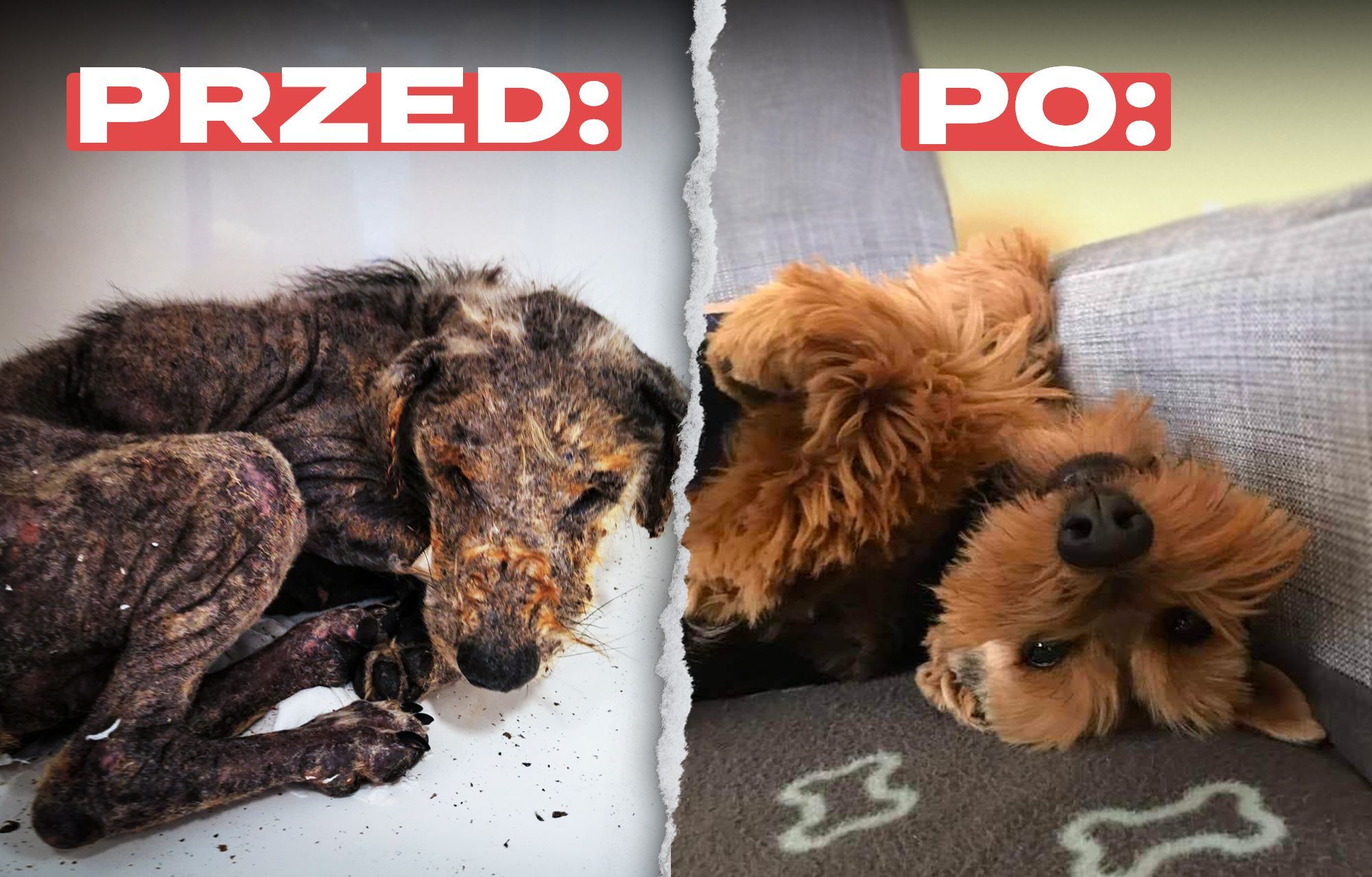 Największe metamorfozy fundacyjnych zwierzaków!