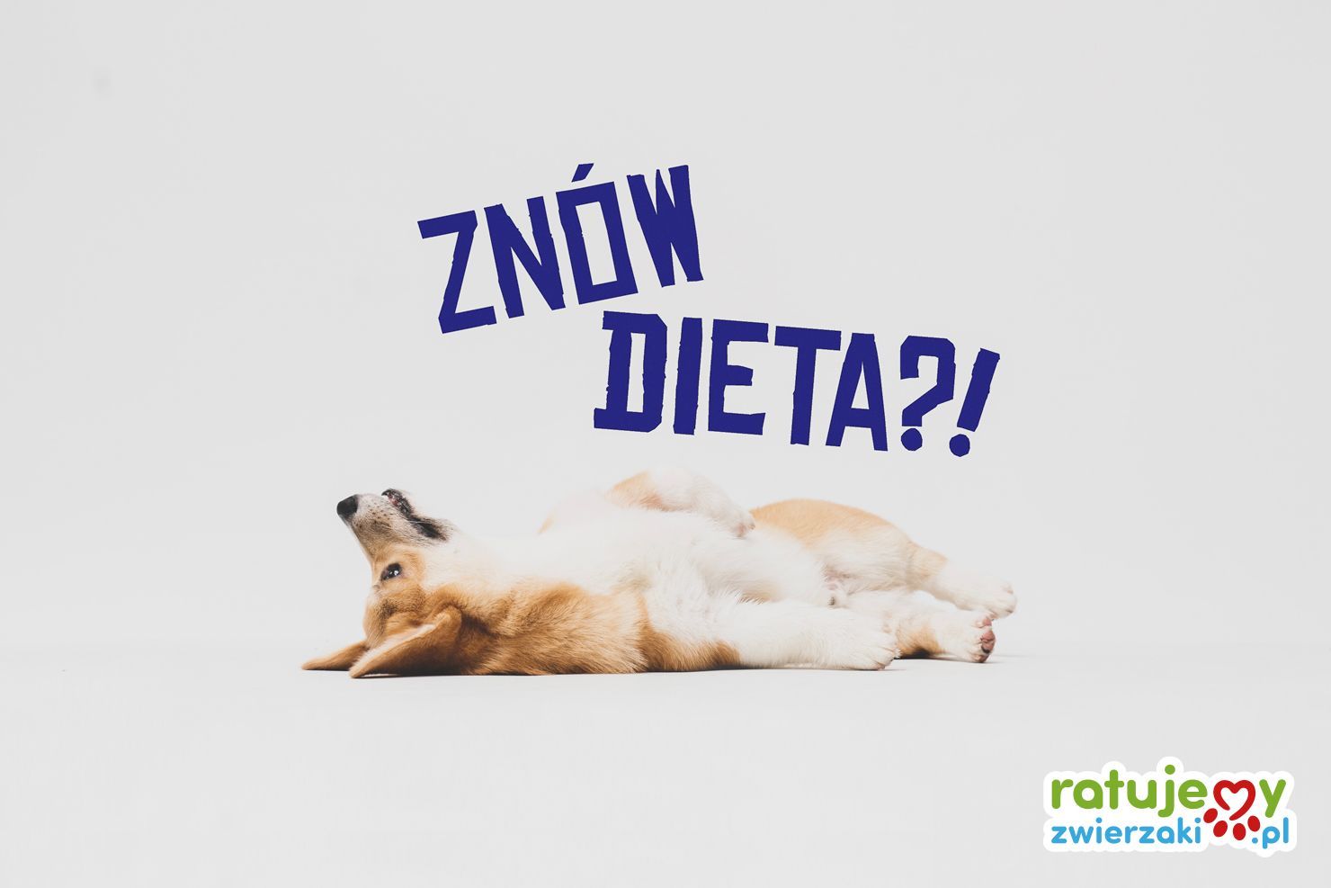 Nie dla psa kiełbasa, czyli dobre praktyki w żywieniu zwierząt (cz. II)