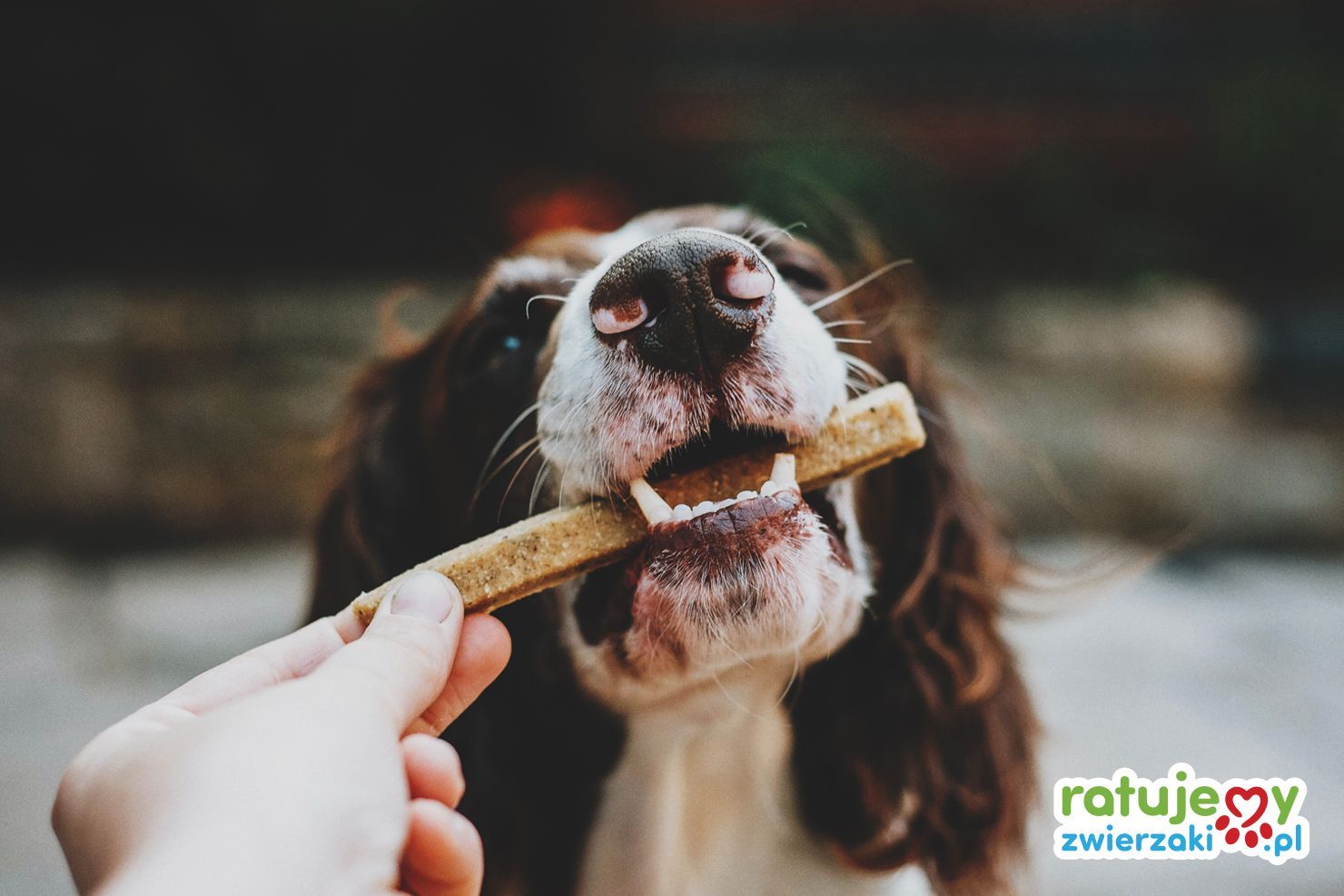 Suplementacja w żywieniu zwierząt - rozmowa z Dagmarą Brzostek