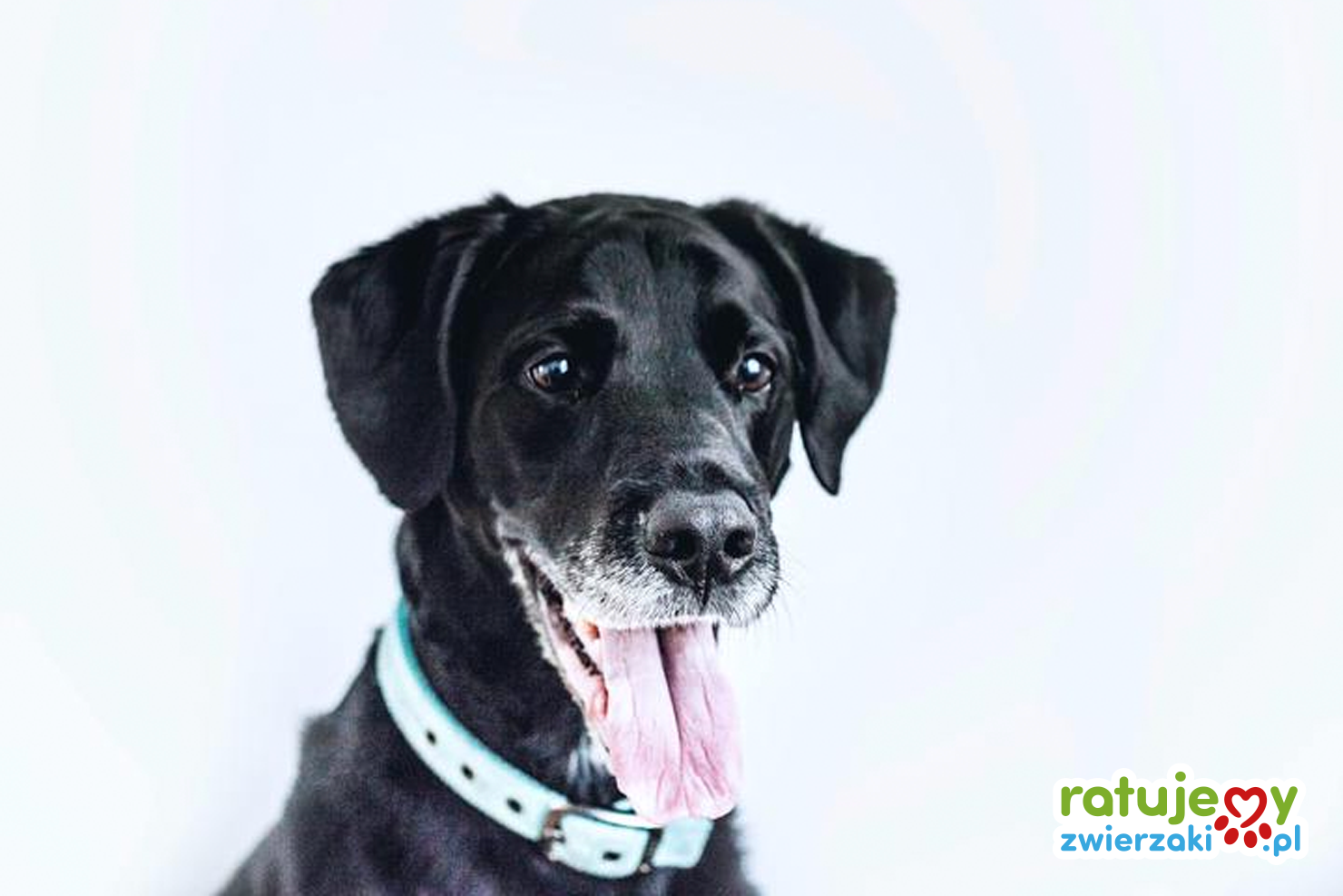 Adopcja starszego zwierzęcia - warto?